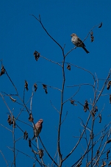 David Plant Photography - Wildlife Photography - Purple finch - D