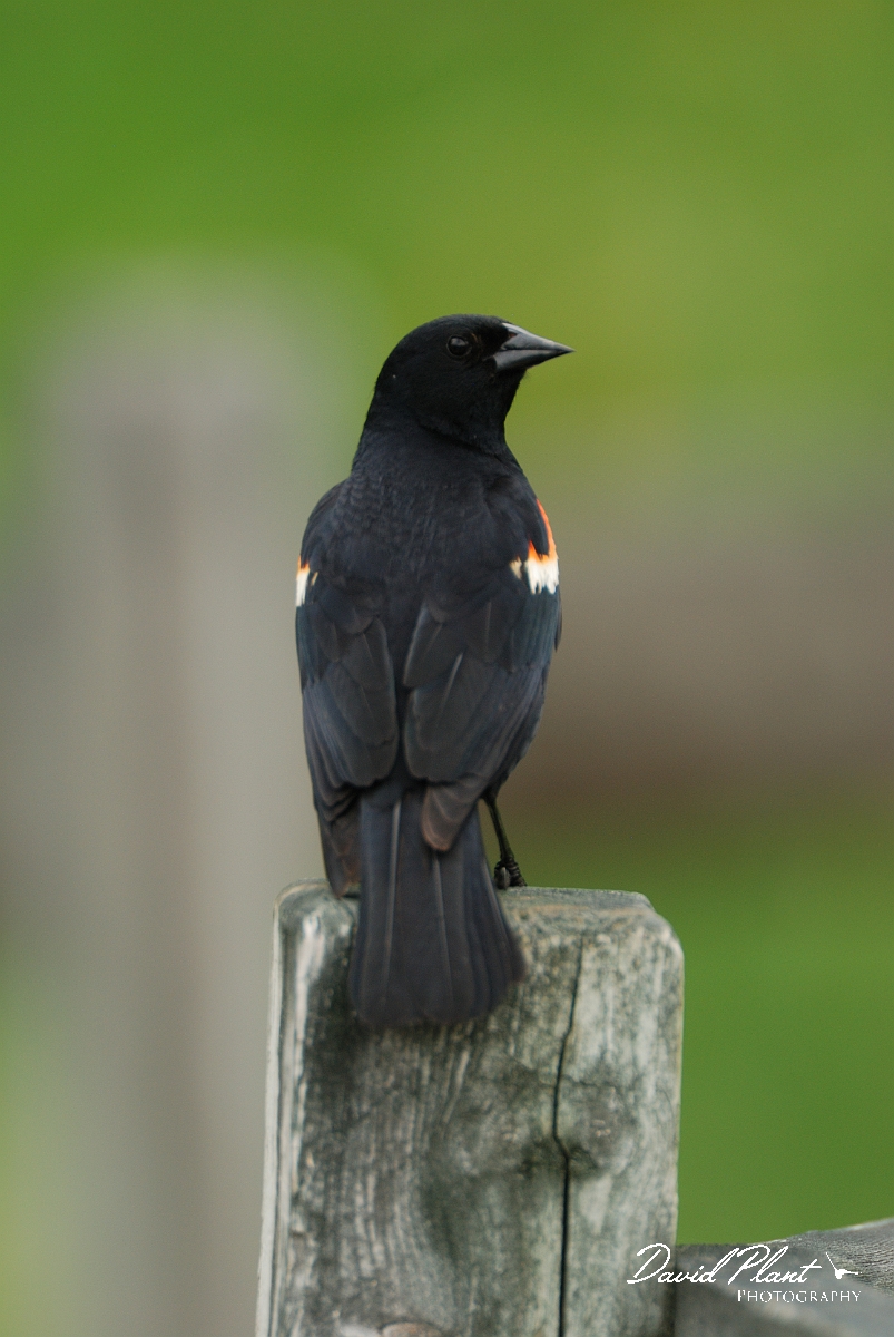 David Plant Photography - Wildlife Photographer - Red-winged blackbird - A.jpg - Red-winged blackbird male - Stony Swamp, Ottawa, ON