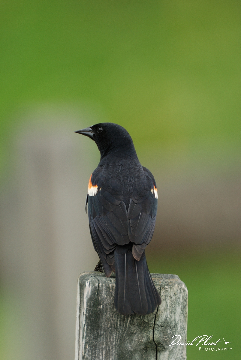 David Plant Photography - Wildlife Photographer - Red-winged blackbird - B.jpg - Red-winged blackbird male - Stony Swamp, Ottawa, ON