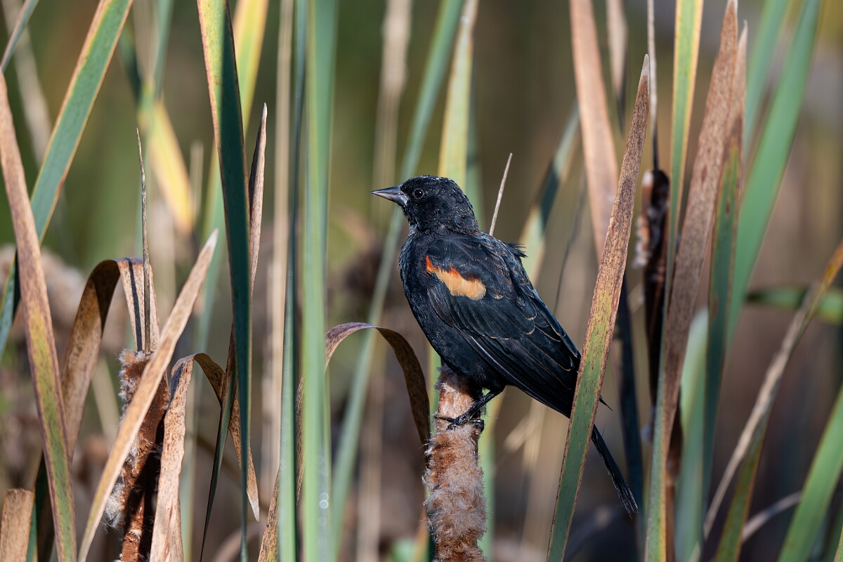 David Plant Photography - Wildlife Photography - Red-shoulderd blackbird - A.jpg - Red-winged blackbird - Beaver trail, Stony Swamp, Ontario