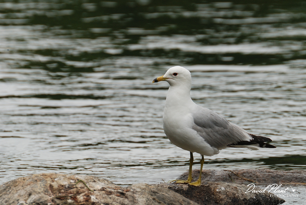 David Plant Photography - Wildlife Photographer - Ring-billed gull - A.jpg - Ring-billed gull - Rideau River, Ottawa, ON
