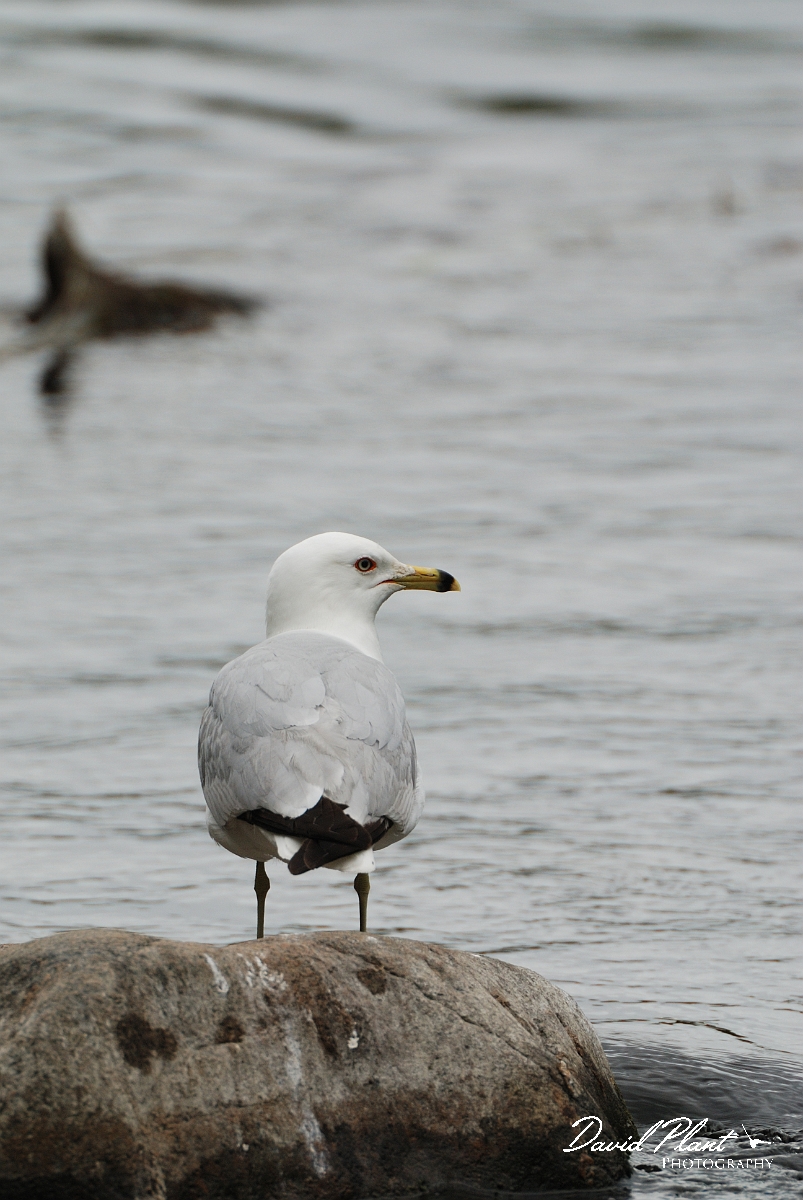 David Plant Photography - Wildlife Photographer - Ring-billed gull - C.jpg - Ring-billed gull - Rideau River, Ottawa, ON
