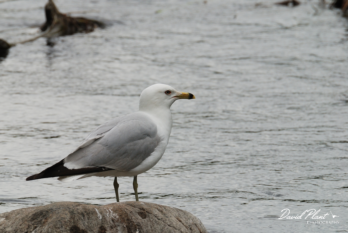 David Plant Photography - Wildlife Photographer - Ring-billed gull - D.jpg - Ring-billed gull - Rideau River, Ottawa, ON
