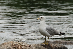 David Plant Photography - Wildlife Photographer - Ring-billed gull - A