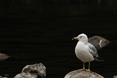 David Plant Photography - Wildlife Photographer - Ring-billed gull - B