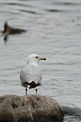 David Plant Photography - Wildlife Photographer - Ring-billed gull - C