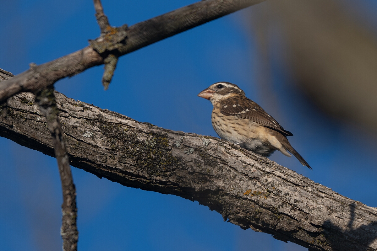 David Plant Photography - Wildlife Photography - Rose-breasted grosbeak - A.jpg - Rose-breasted grosbeak - Beaver trail, Stony Swamp, Ontario
