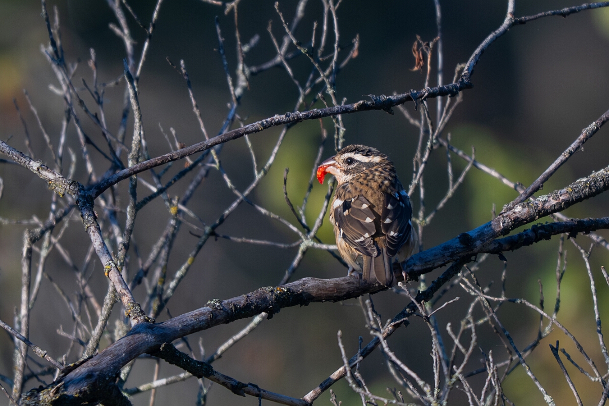 David Plant Photography - Wildlife Photography - Rose-breasted grosbeak - B.jpg - Rose-breasted grosbeak - Beaver trail, Stony Swamp, Ontario