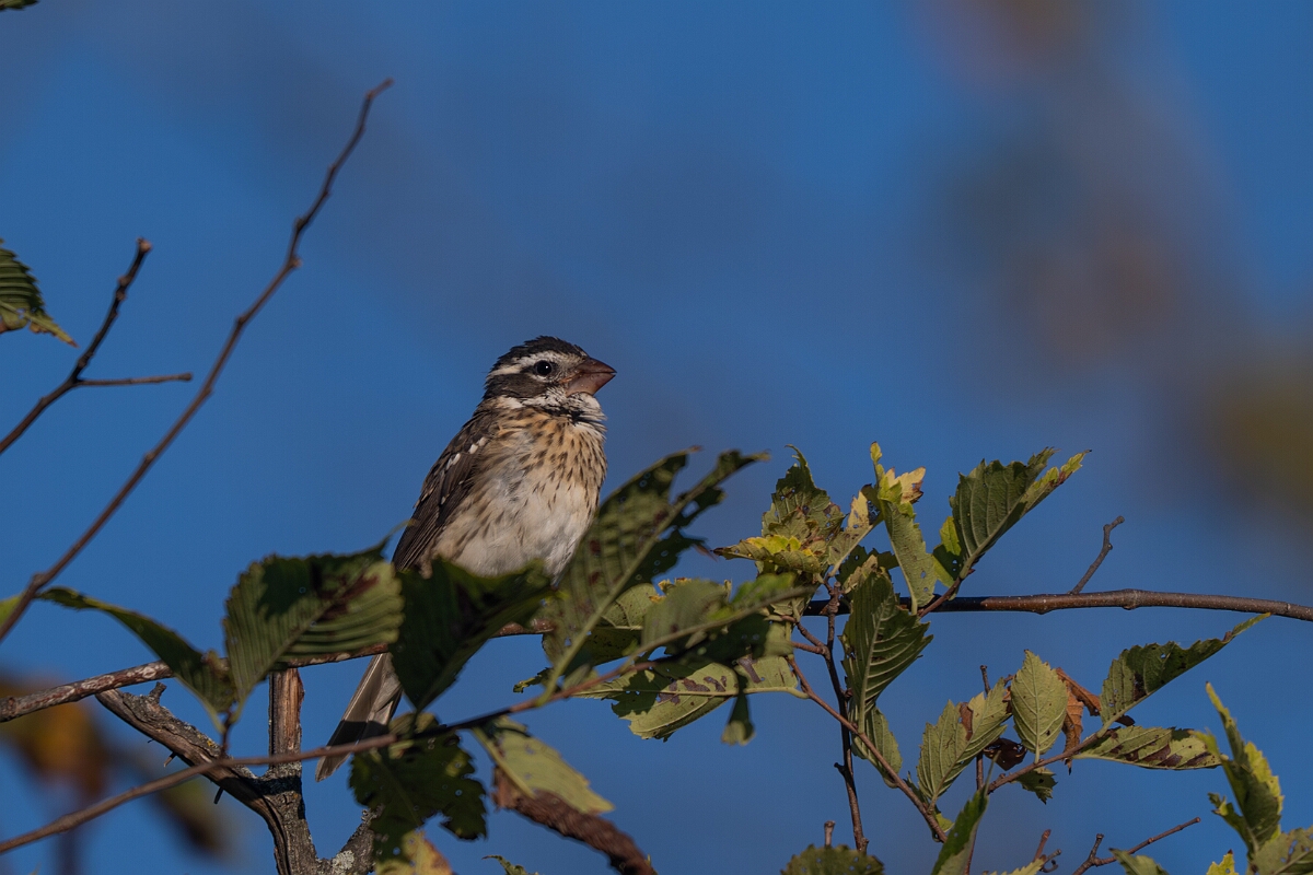 David Plant Photography - Wildlife Photography - Rose-breasted grosbeak - C.jpg - Rose-breasted grosbeak - Beaver trail, Stony Swamp, Ontario