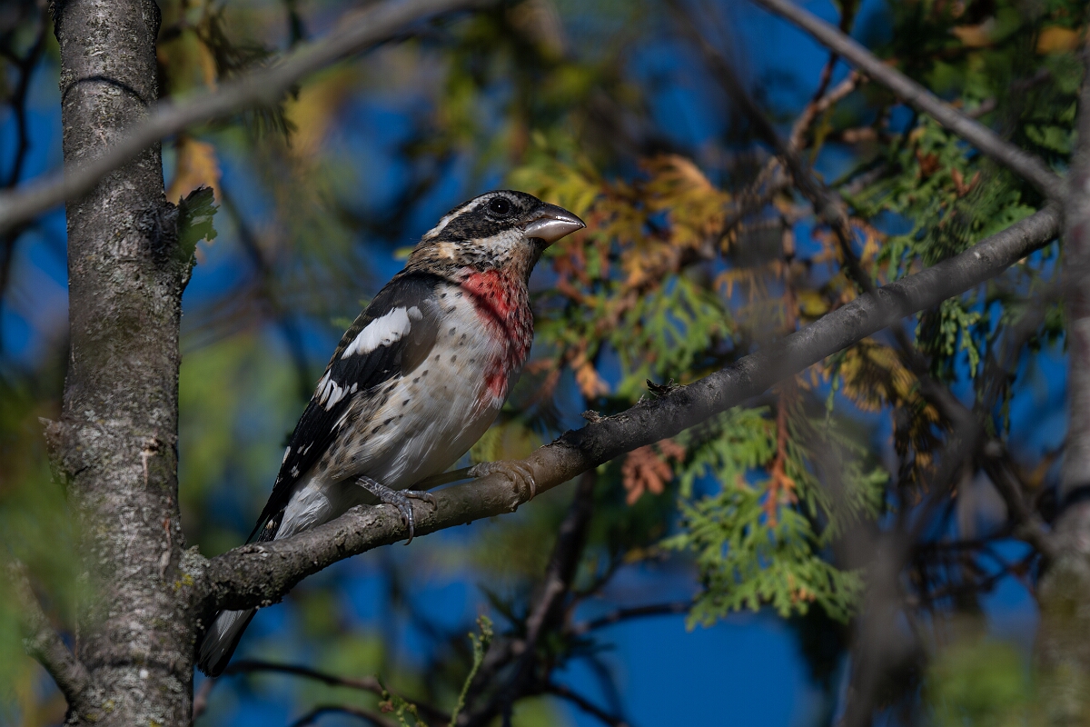 David Plant Photography - Wildlife Photography - Rose-breasted grosbeak - D.jpg - Rose-breasted grosbeak - Beaver trail, Stony Swamp, Ontario
