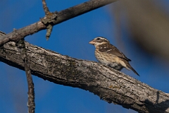 David Plant Photography - Wildlife Photography - Rose-breasted grosbeak - A