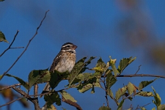 David Plant Photography - Wildlife Photography - Rose-breasted grosbeak - C