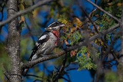 David Plant Photography - Wildlife Photography - Rose-breasted grosbeak - D