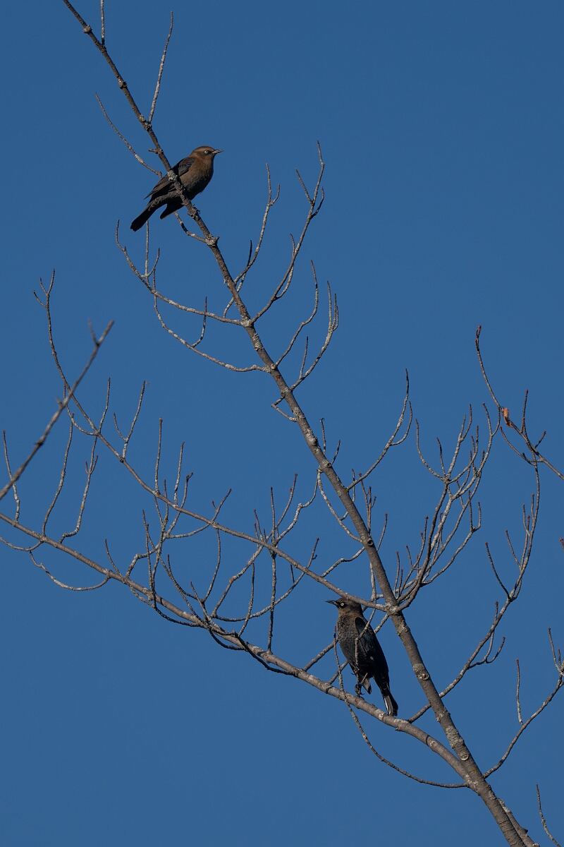 David Plant Photography - Wildlife Photography - Rusty blackbird - A.jpg - Rusty blackbird - Beaver trail, Stony Swamp, Ontario