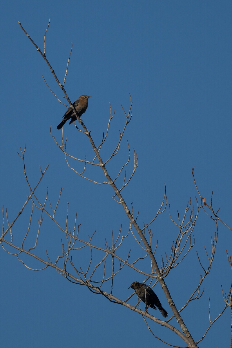 David Plant Photography - Wildlife Photography - Rusty blackbird - B.jpg - Rusty blackbird - Beaver trail, Stony Swamp, Ontario