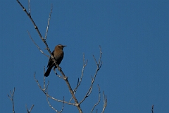 David Plant Photography - Wildlife Photography - Rusty blackbird - C