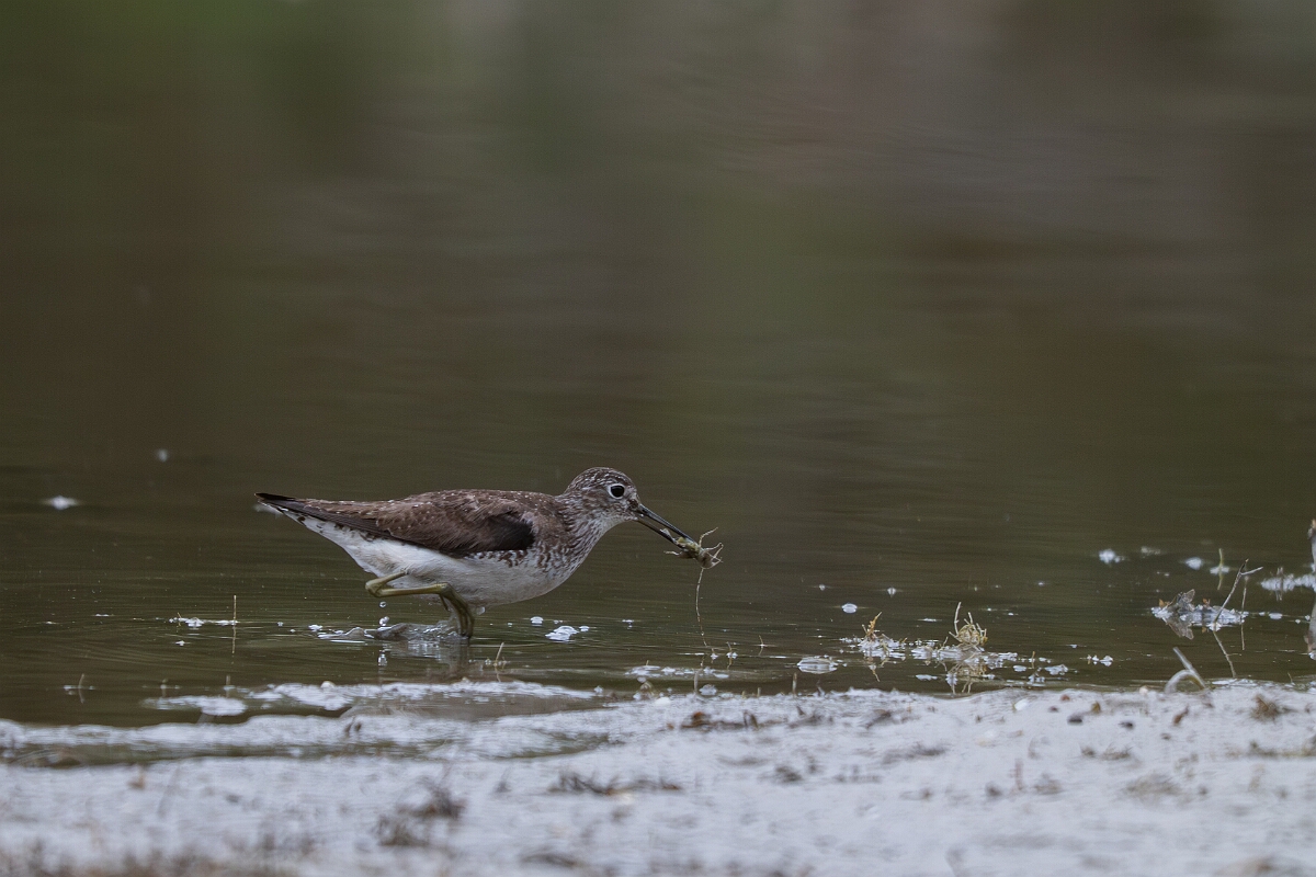 David Plant Photography - Wildlife Photography - Solitary sandpiper - A.jpg - Solitary sandpiper - Burnt Land Provincial Park, Ontario