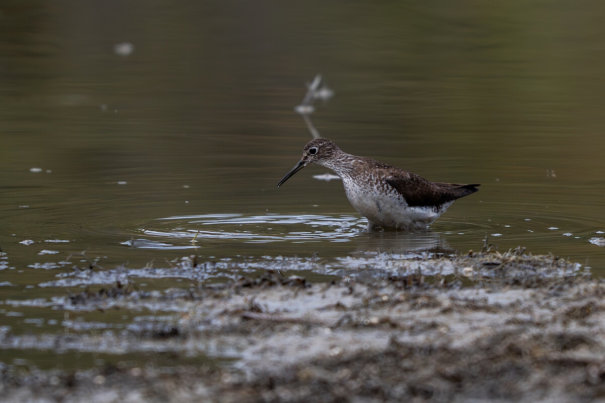 David Plant Photography - Wildlife Photography - Solitary sandpiper - B.jpg - Solitary sandpiper - Burnt Land Provincial Park, Ontario