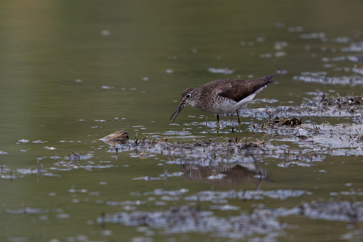 David Plant Photography - Wildlife Photography - Solitary sandpiper - C.jpg - Solitary sandpiper - Burnt Land Provincial Park, Ontario