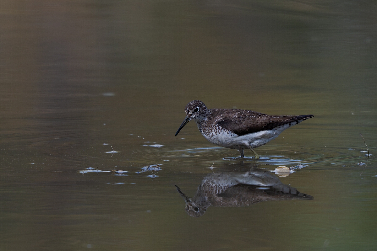 David Plant Photography - Wildlife Photography - Solitary sandpiper - D.jpg - Solitary sandpiper - Burnt Land Provincial Park, Ontario