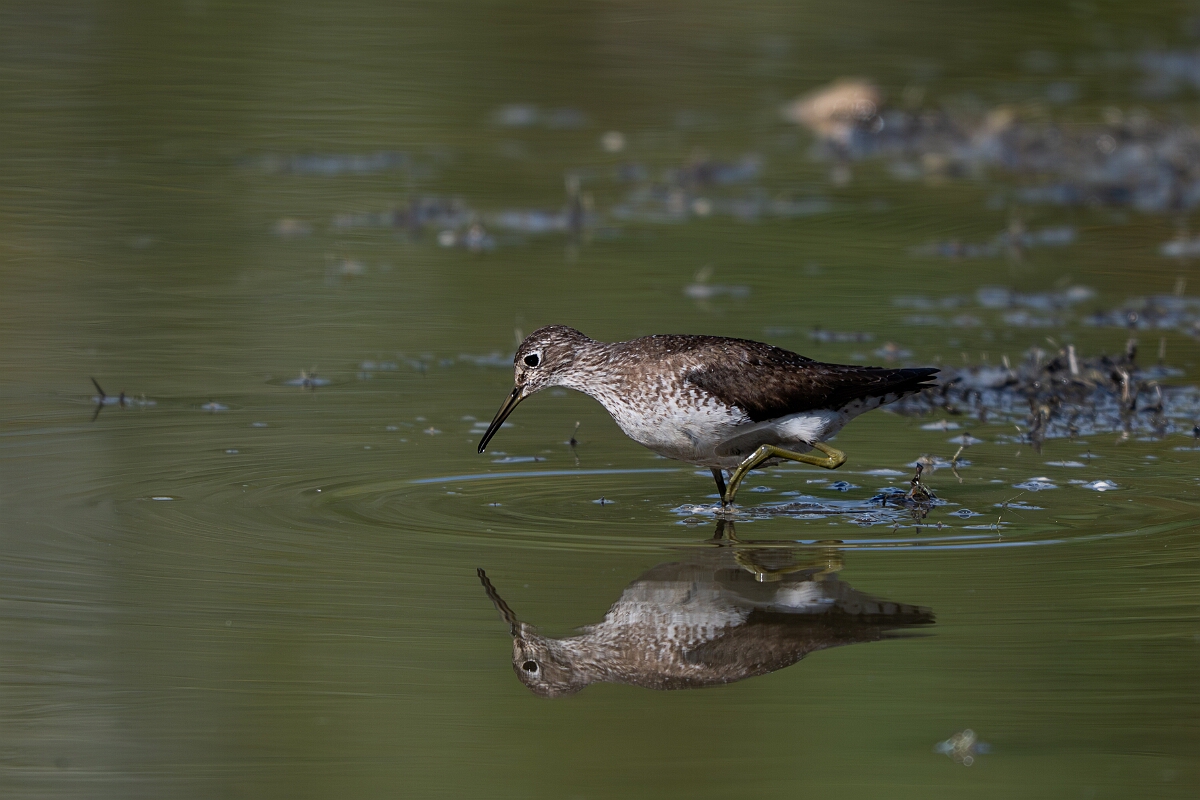 David Plant Photography - Wildlife Photography - Solitary sandpiper - E.jpg - Solitary sandpiper - Burnt Land Provincial Park, Ontario