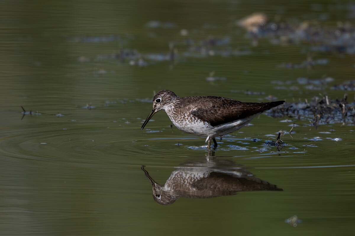 David Plant Photography - Wildlife Photography - Solitary sandpiper - F.jpg - Solitary sandpiper - Burnt Land Provincial Park, Ontario