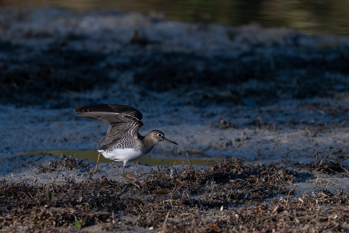 David Plant Photography - Wildlife Photography - Solitary sandpiper - G.jpg - Solitary sandpiper - Burnt Land Provincial Park, Ontario