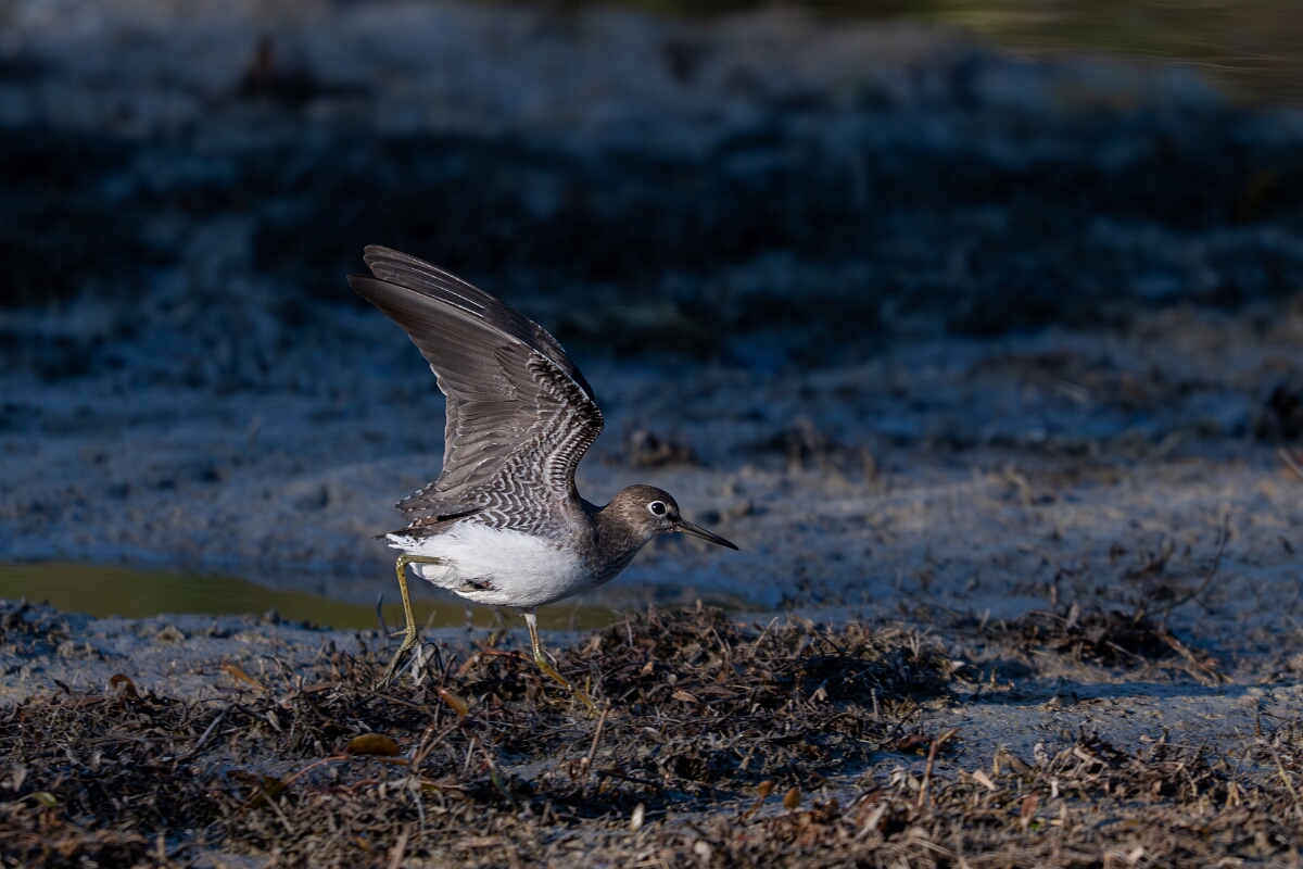 David Plant Photography - Wildlife Photography - Solitary sandpiper - H.jpg - Solitary sandpiper - Burnt Land Provincial Park, Ontario