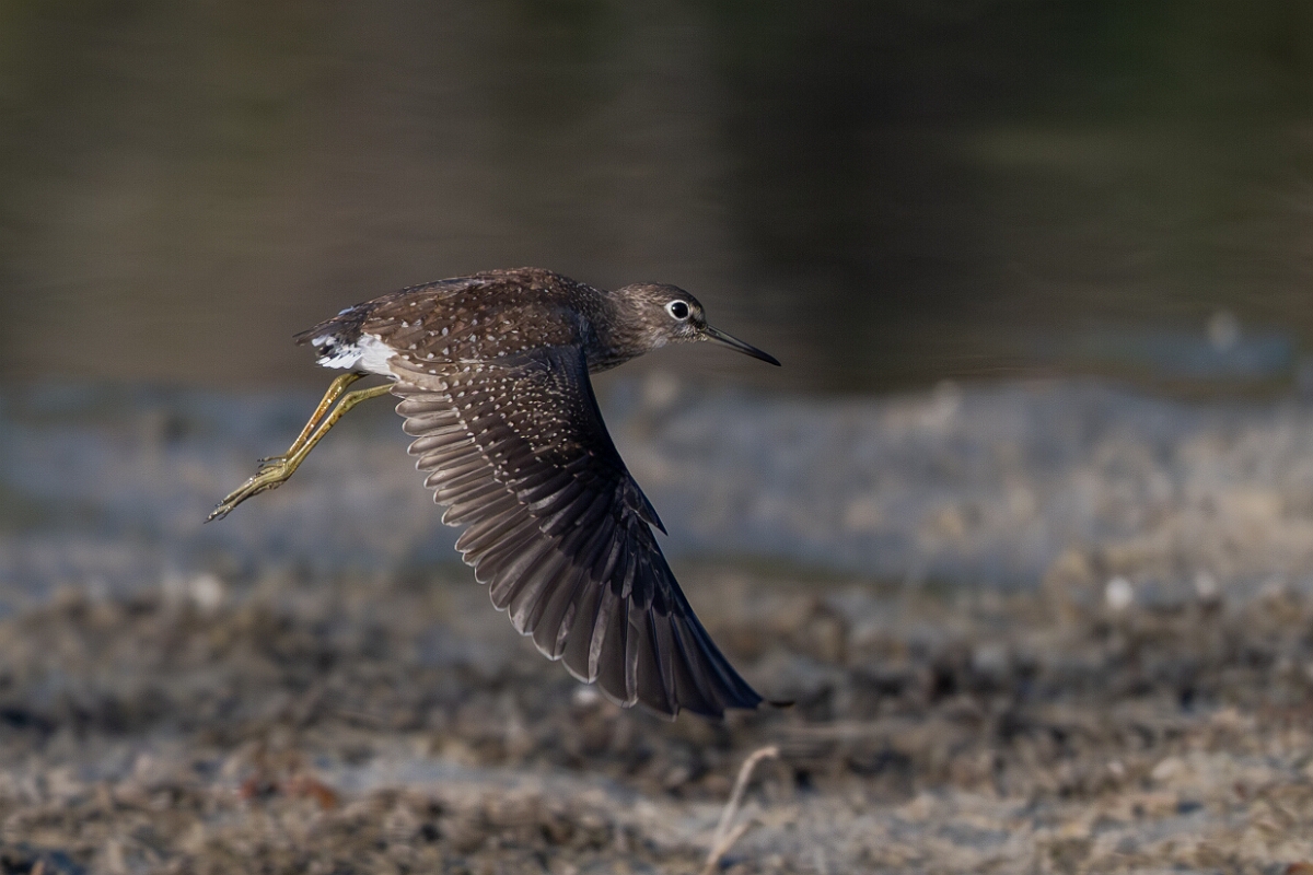David Plant Photography - Wildlife Photography - Solitary sandpiper - I.jpg - Solitary sandpiper - Burnt Land Provincial Park, Ontario