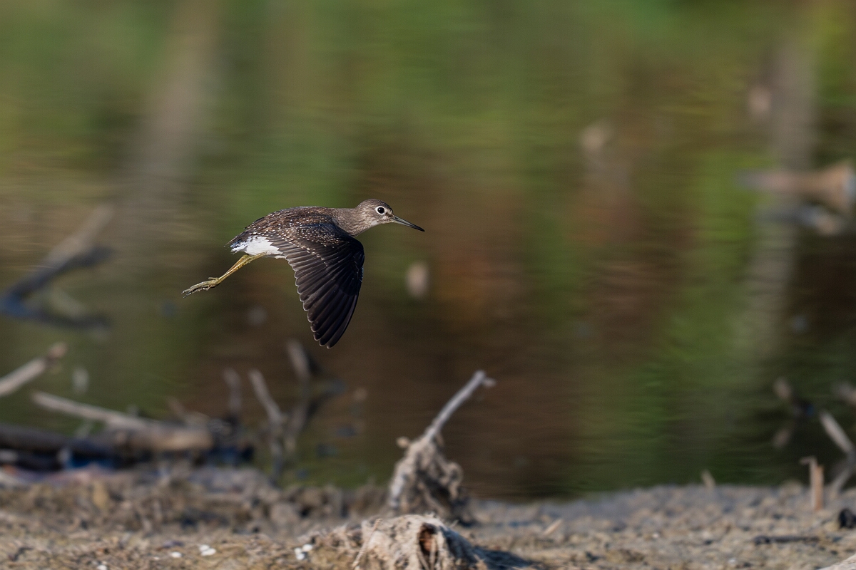 David Plant Photography - Wildlife Photography - Solitary sandpiper - K.jpg - Solitary sandpiper - Burnt Land Provincial Park, Ontario