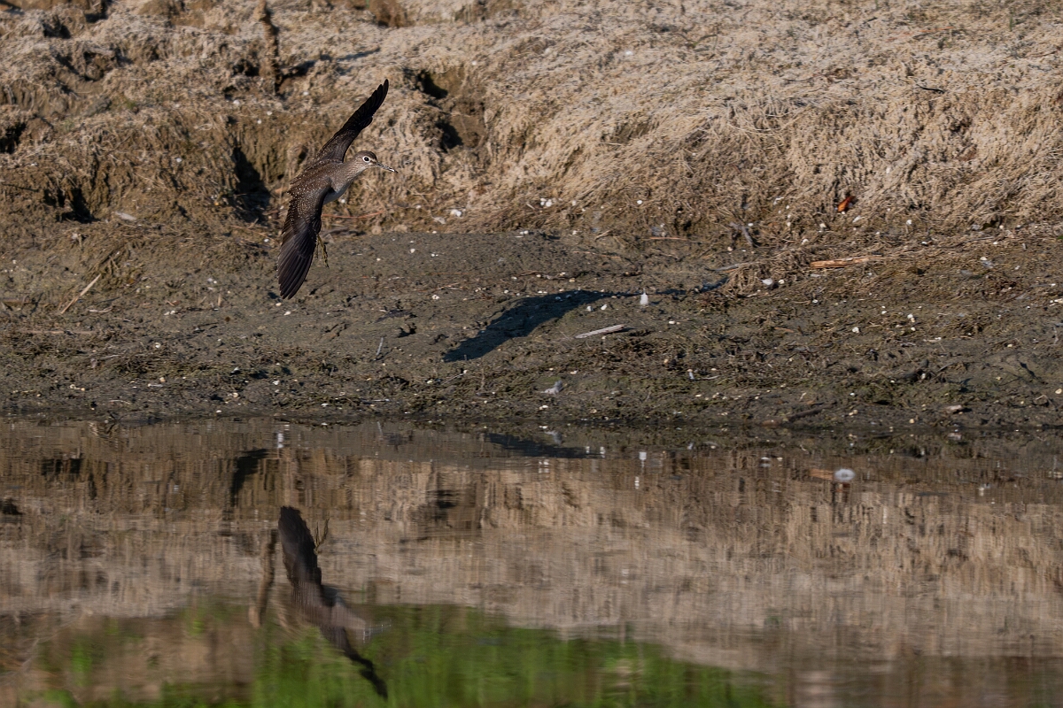 David Plant Photography - Wildlife Photography - Solitary sandpiper - M.jpg - Solitary sandpiper - Burnt Land Provincial Park, Ontario