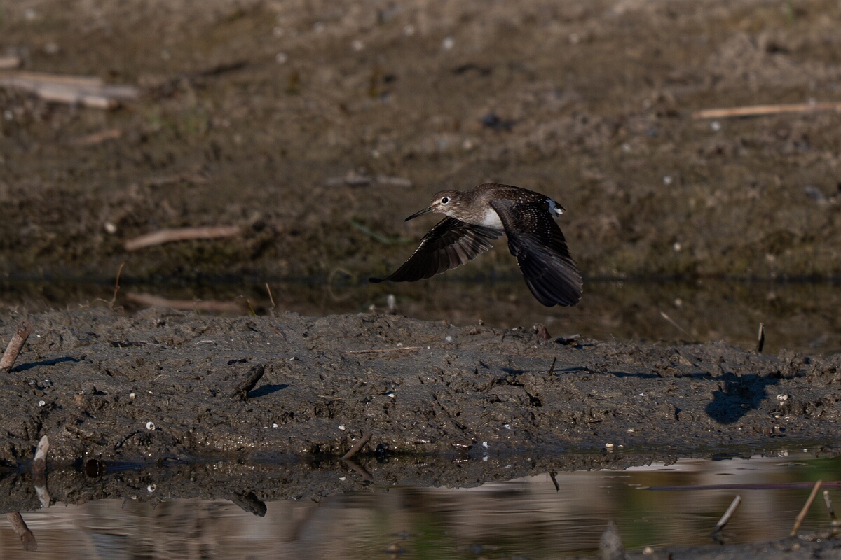 David Plant Photography - Wildlife Photography - Solitary sandpiper - N.jpg - Solitary sandpiper - Burnt Land Provincial Park, Ontario