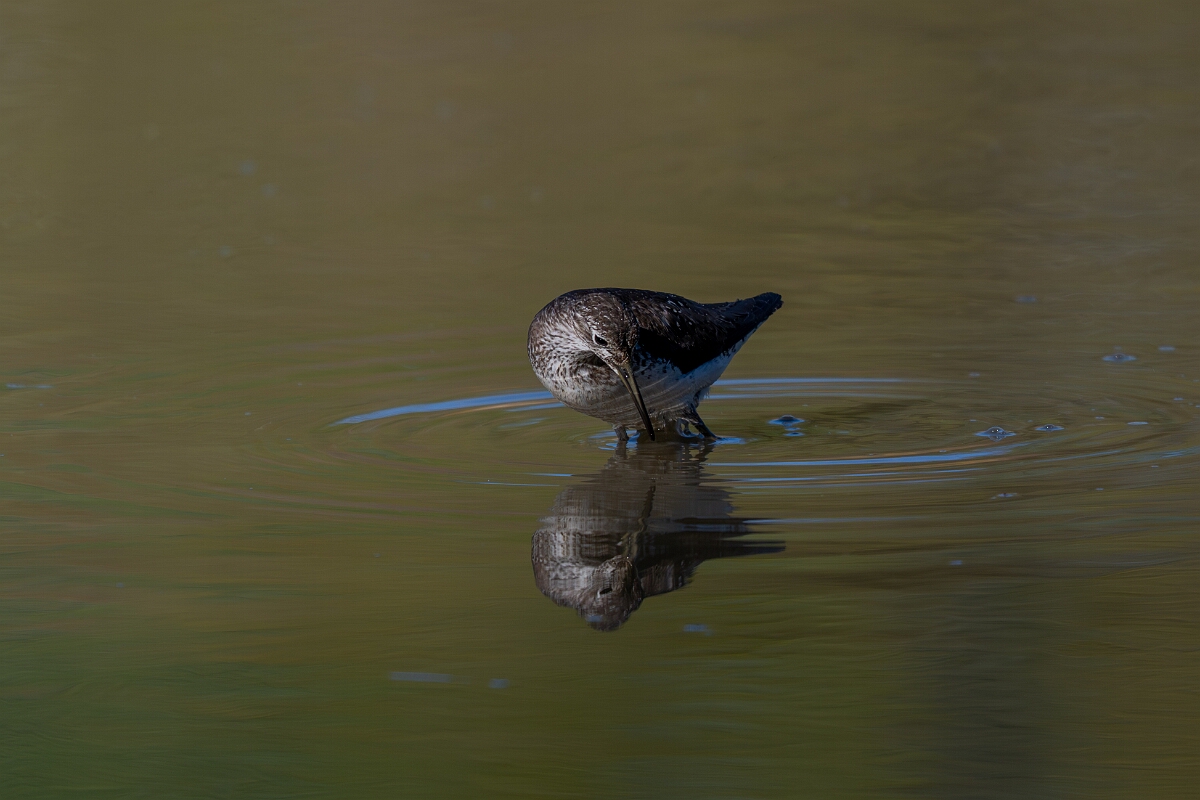 David Plant Photography - Wildlife Photography - Solitary sandpiper - O.jpg - Solitary sandpiper - Burnt Land Provincial Park, Ontario