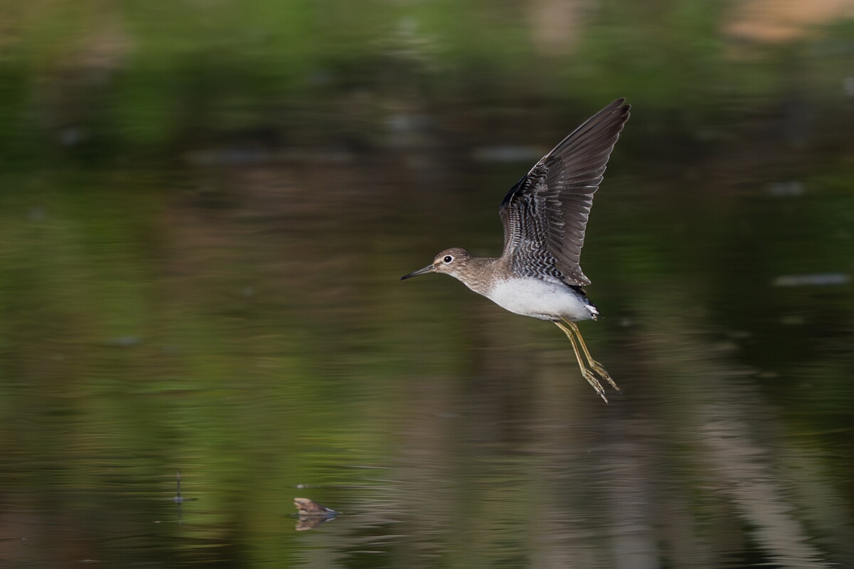 David Plant Photography - Wildlife Photography - Solitary sandpiper - P.jpg - Solitary sandpiper - Burnt Land Provincial Park, Ontario