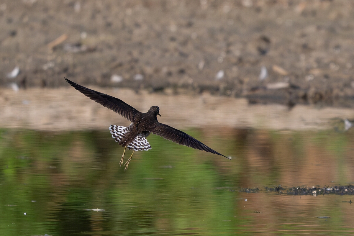 David Plant Photography - Wildlife Photography - Solitary sandpiper - Q.jpg - Solitary sandpiper - Burnt Land Provincial Park, Ontario