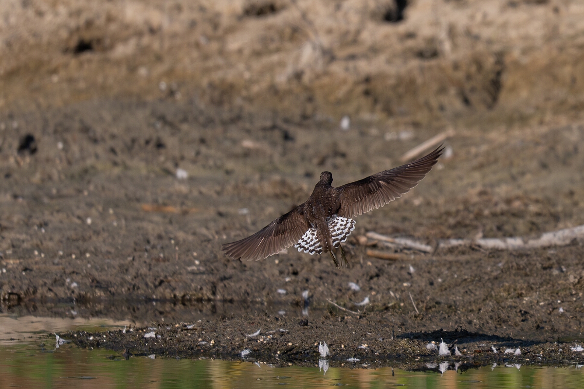David Plant Photography - Wildlife Photography - Solitary sandpiper - R.jpg - Solitary sandpiper - Burnt Land Provincial Park, Ontario