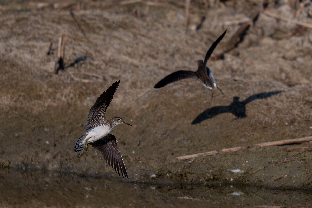 David Plant Photography - Wildlife Photography - Solitary sandpiper - S.jpg - Solitary sandpiper - Burnt Land Provincial Park, Ontario