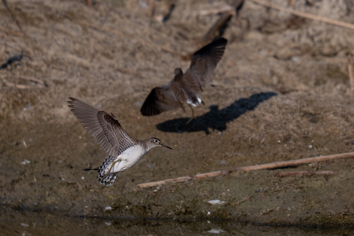 David Plant Photography - Wildlife Photography - Solitary sandpiper - T.jpg - Solitary sandpiper - Burnt Land Provincial Park, Ontario