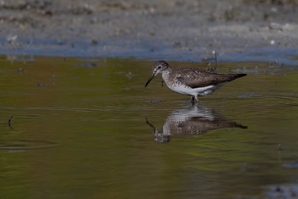 David Plant Photography - Wildlife Photography - Solitary sandpiper - U.jpg - Solitary sandpiper - Burnt Land Provincial Park, Ontario