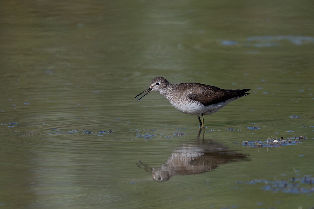 David Plant Photography - Wildlife Photography - Solitary sandpiper - V.jpg - Solitary sandpiper - Burnt Land Provincial Park, Ontario