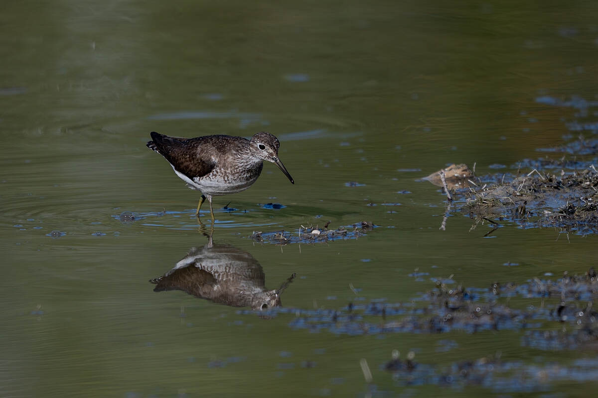David Plant Photography - Wildlife Photography - Solitary sandpiper - W.jpg - Solitary sandpiper - Burnt Land Provincial Park, Ontario