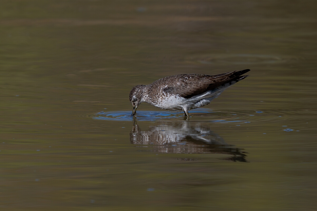 David Plant Photography - Wildlife Photography - Solitary sandpiper - X.jpg - Solitary sandpiper - Burnt Land Provincial Park, Ontario