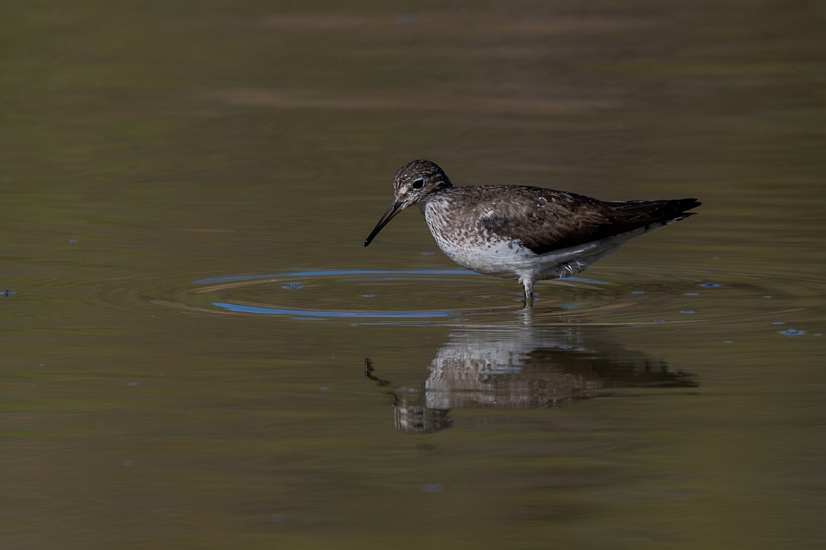 David Plant Photography - Wildlife Photography - Solitary sandpiper - Y.jpg - Solitary sandpiper - Burnt Land Provincial Park, Ontario