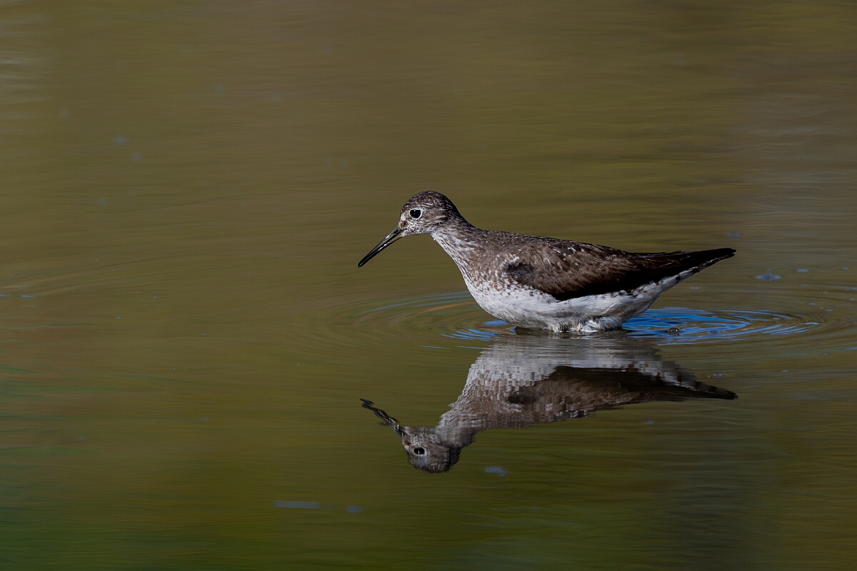 David Plant Photography - Wildlife Photography - Solitary sandpiper - Z.jpg - Solitary sandpiper - Burnt Land Provincial Park, Ontario