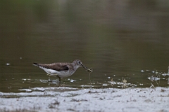 David Plant Photography - Wildlife Photography - Solitary sandpiper - A