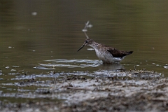 David Plant Photography - Wildlife Photography - Solitary sandpiper - B