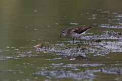 David Plant Photography - Wildlife Photography - Solitary sandpiper - C