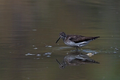 David Plant Photography - Wildlife Photography - Solitary sandpiper - D