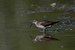 David Plant Photography - Wildlife Photography - Solitary sandpiper - F