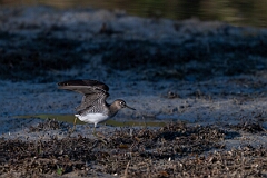David Plant Photography - Wildlife Photography - Solitary sandpiper - G